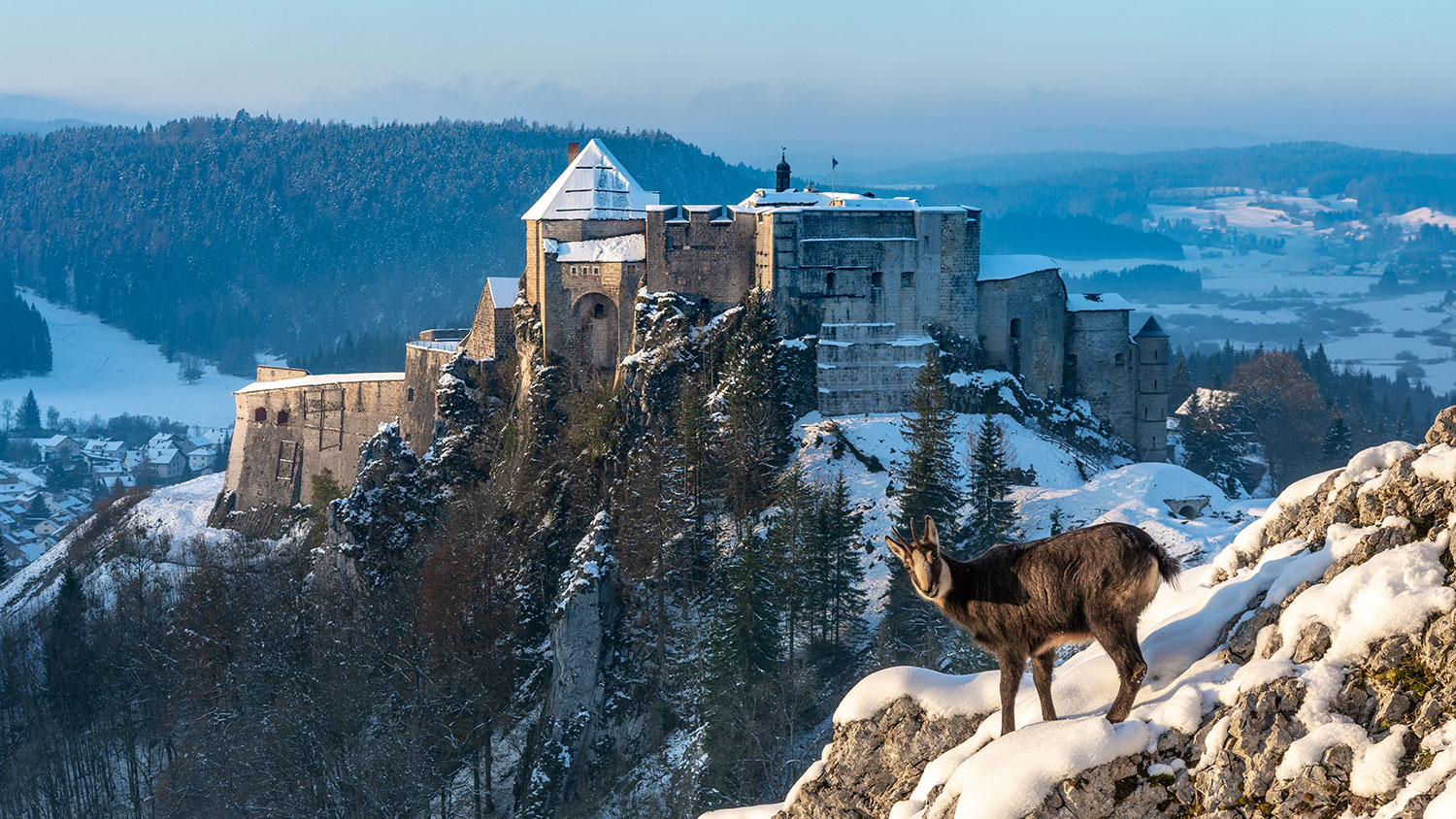 Chateau de joux - faune - neige en hiver